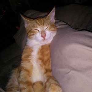 Meet your Posher, Sammy